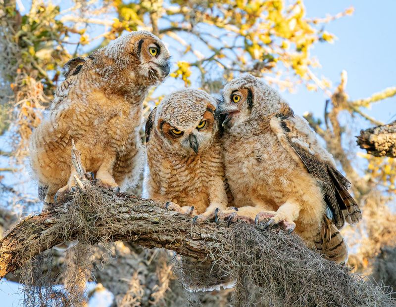 Rodenticides Can Turn Prey Into A Hazard