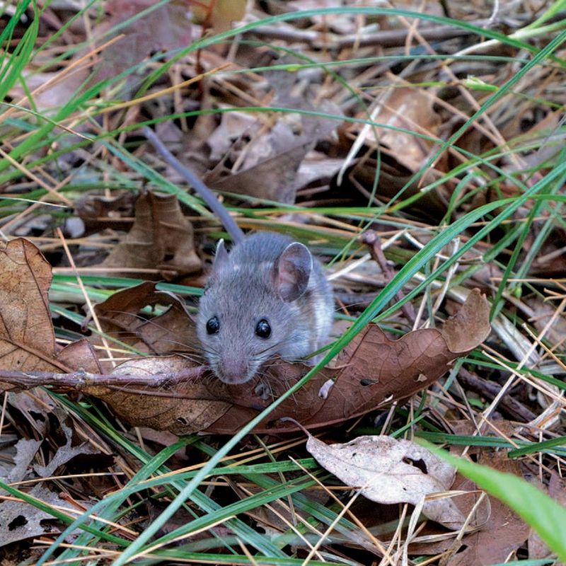Rodents May Use Leafy Garden Areas