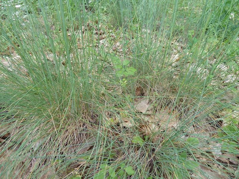 Roemer's Fescue Covers Dry Ground With Native Texture Roemer's Fescue Covers Dry Ground With Native Texture