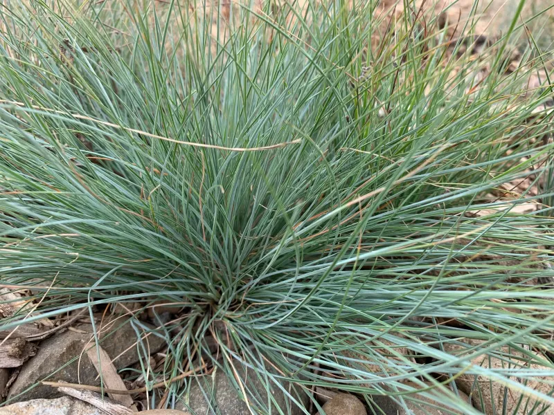 Roemer's Fescue Creates A Soft Native Matrix Roemer's Fescue Creates A Soft Native Matrix