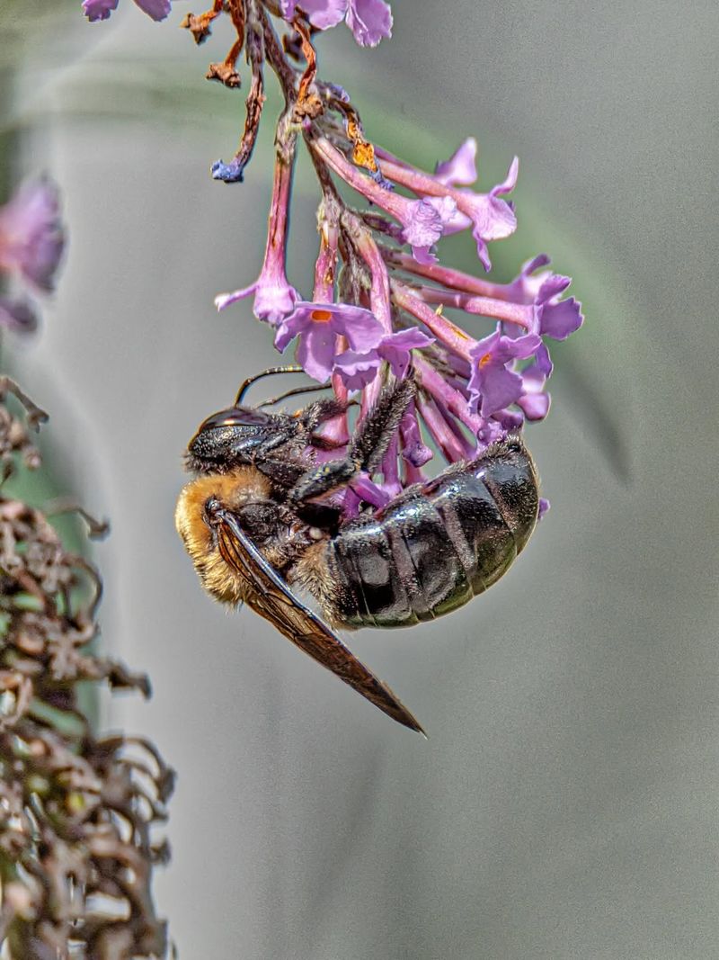 Role In Pollination