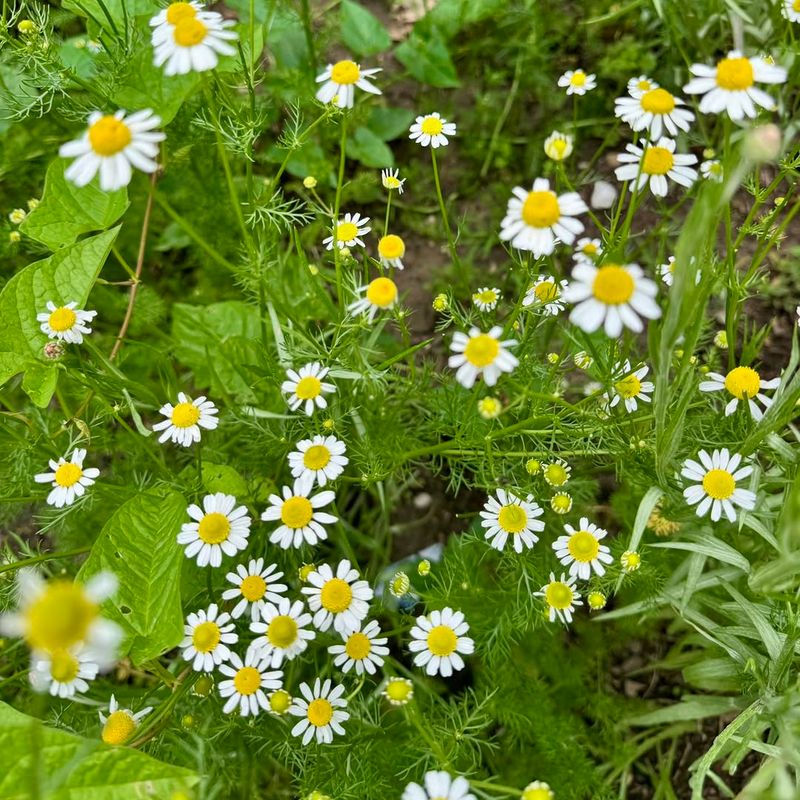 Roman Chamomile Releases Fragrance When Stepped On