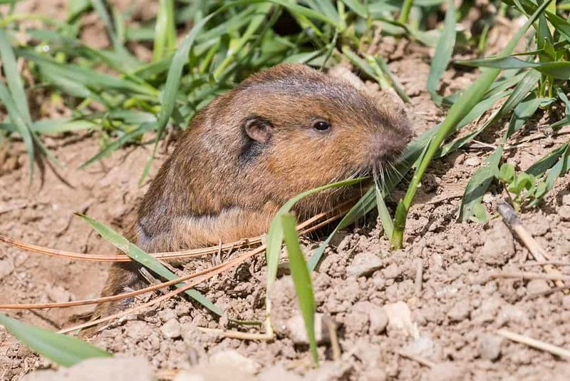 Root Crops Can Encourage More Digging Activity Root Crops Can Encourage More Digging Activity