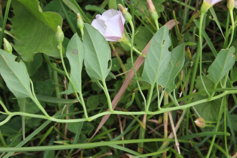 Root Fragments Can Start New Plants