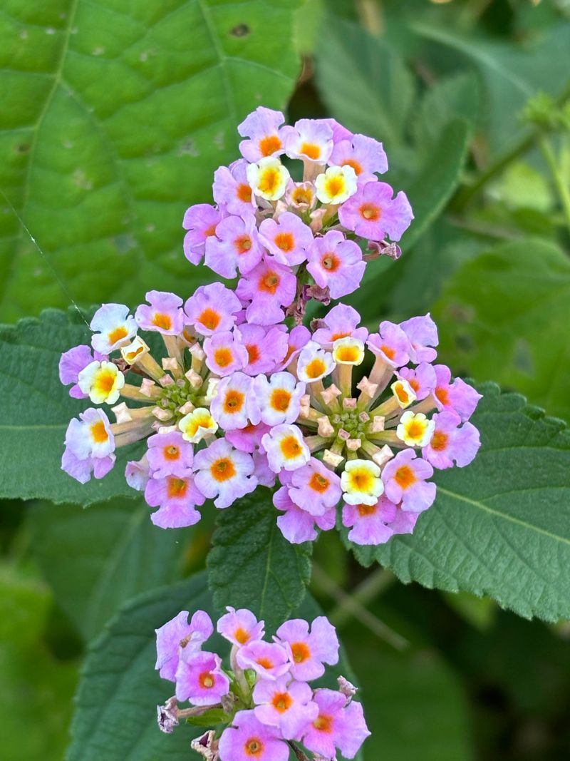 Root Lantana Tips While New Growth Is Active Root Lantana Tips While New Growth Is Active