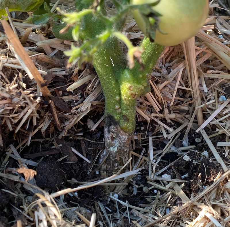 Root Rot Builds In Soggy Beds