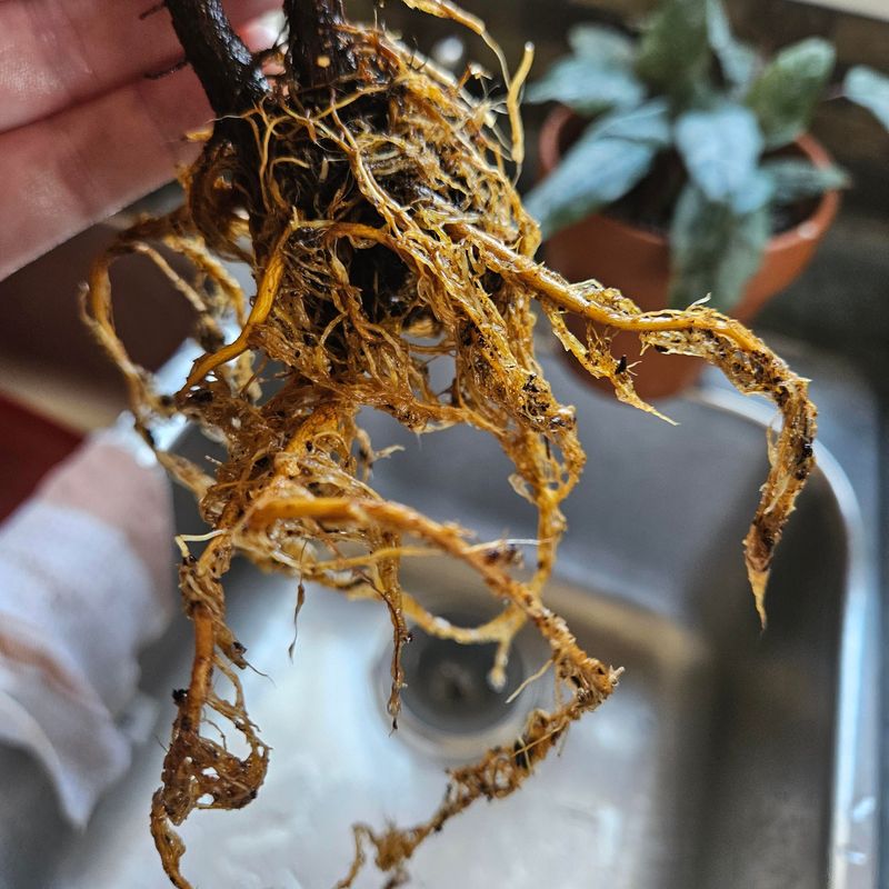 Root Rot From Overwatering Looks Just Like Underwatering Root Rot From Overwatering Looks Just Like Underwatering