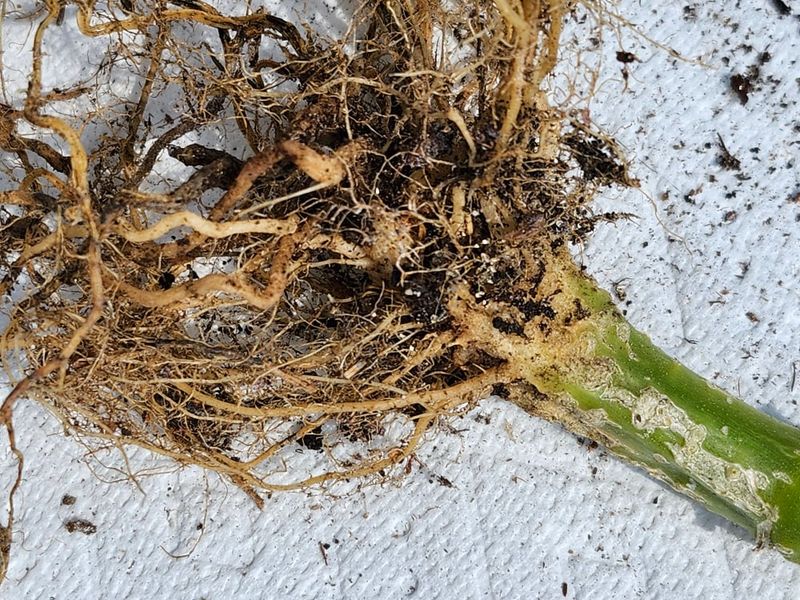 Root Rot Prevents Water From Reaching Cucumber Leaves