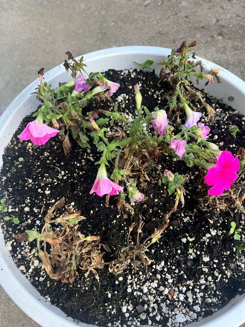 Root Rot Sneaking Up From Below
