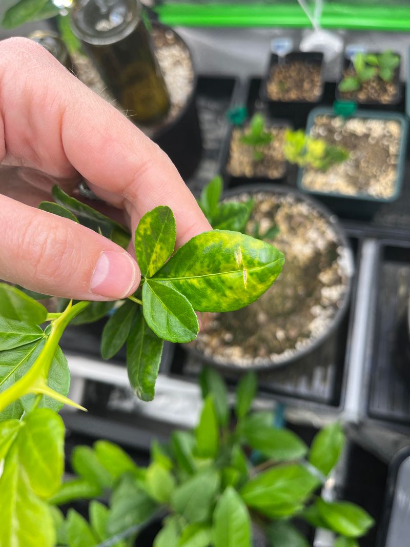 Root Stress Shows Above Ground