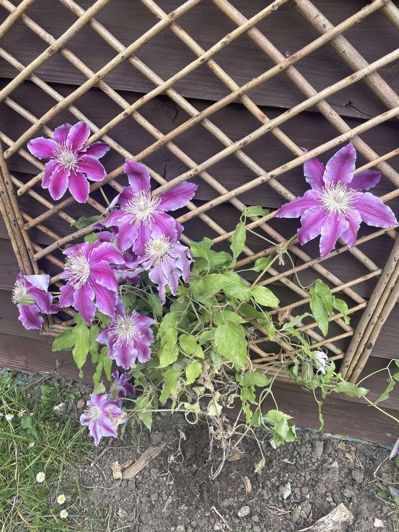 Roots Are Too Hot Or Dry