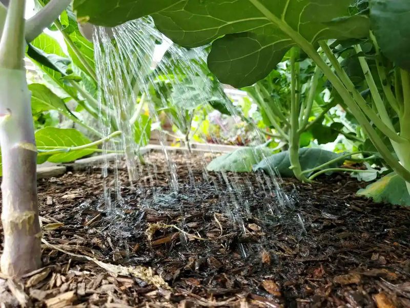 Roots Are Too Shallow From Light Watering