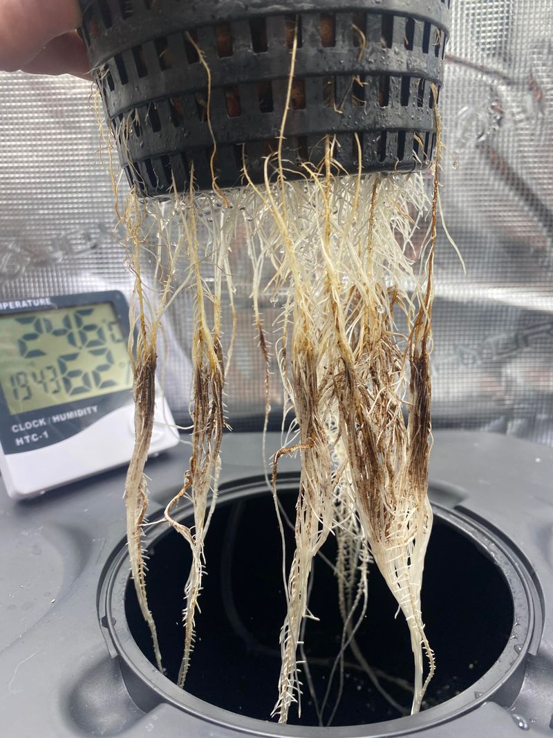 Roots Get Less Air In The Pot