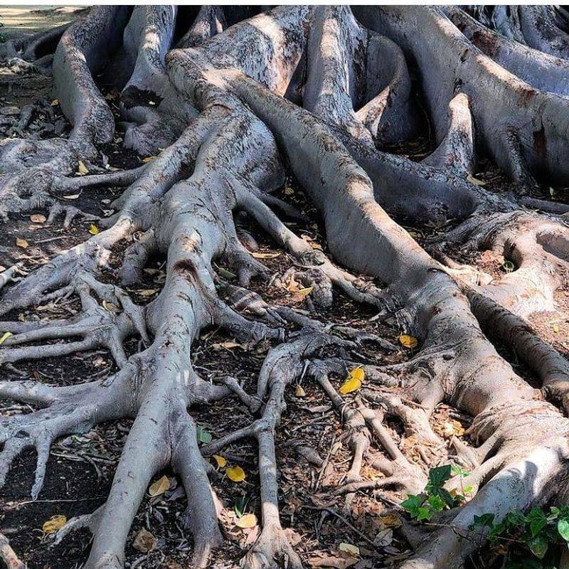 Roots May Spread Far Beyond The Canopy Roots May Spread Far Beyond The Canopy