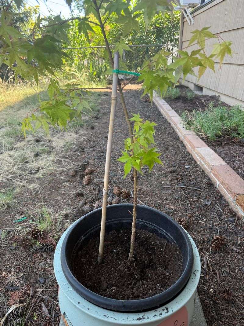 Roots Stay Shallow And Weak Roots Stay Shallow And Weak