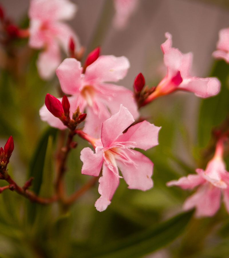 Roots, Stems, Flowers And Seeds Are All Poisonous Roots, Stems, Flowers And Seeds Are All Poisonous