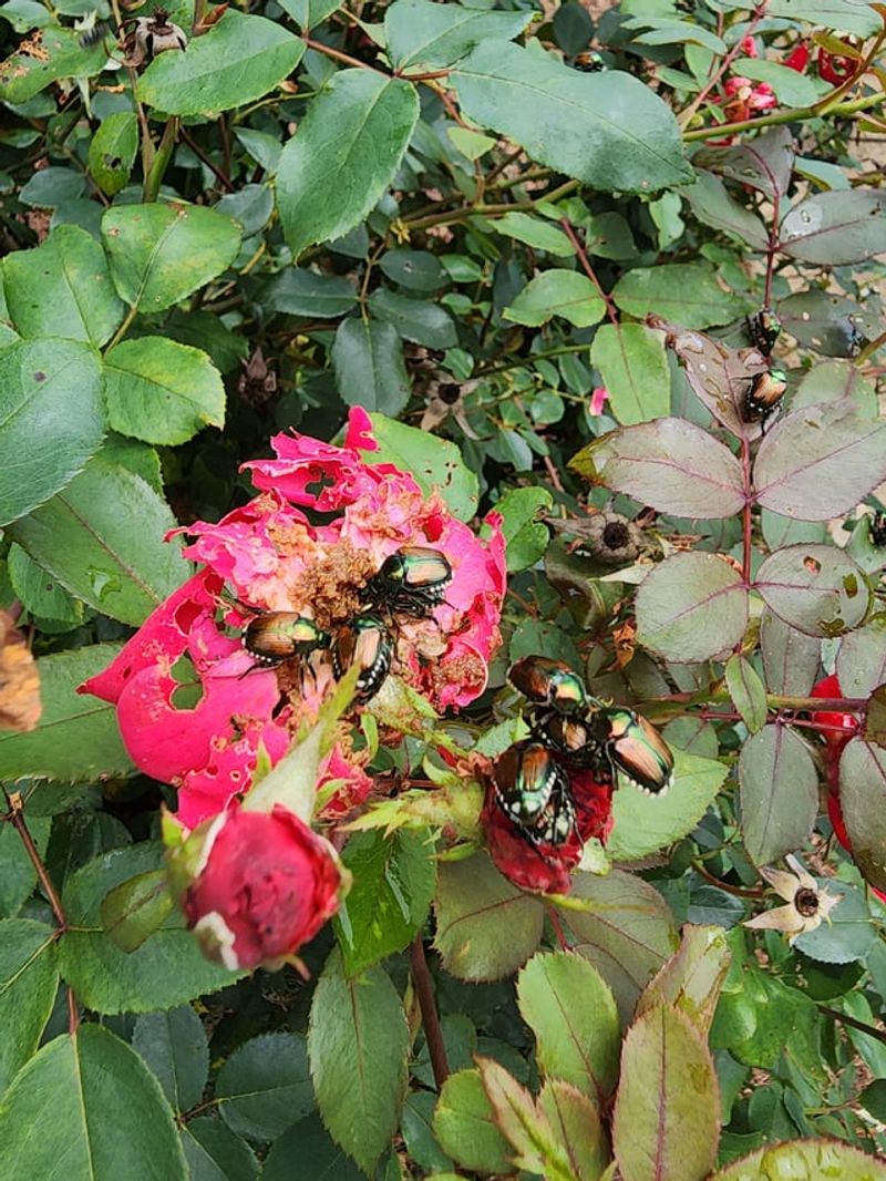 Rose Bushes Rose Bushes