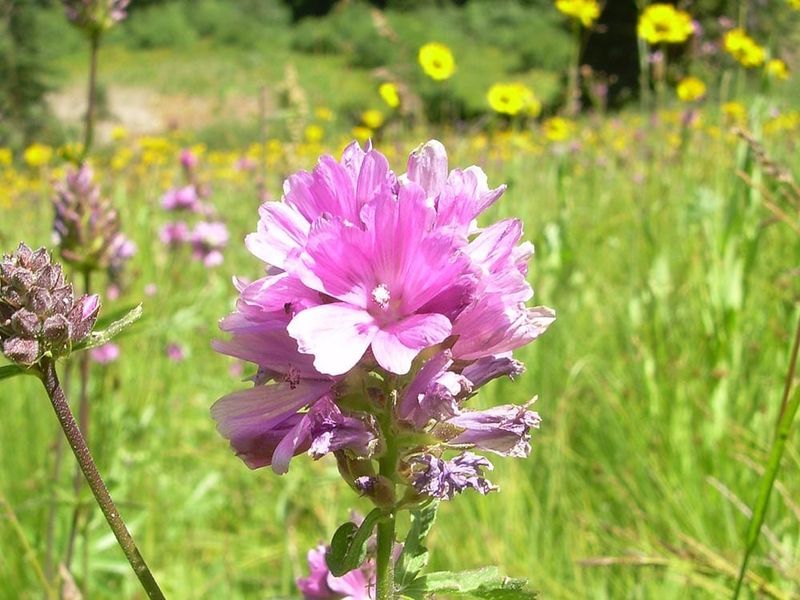 Rose Checkermallow Likes Moist Clay Soil
