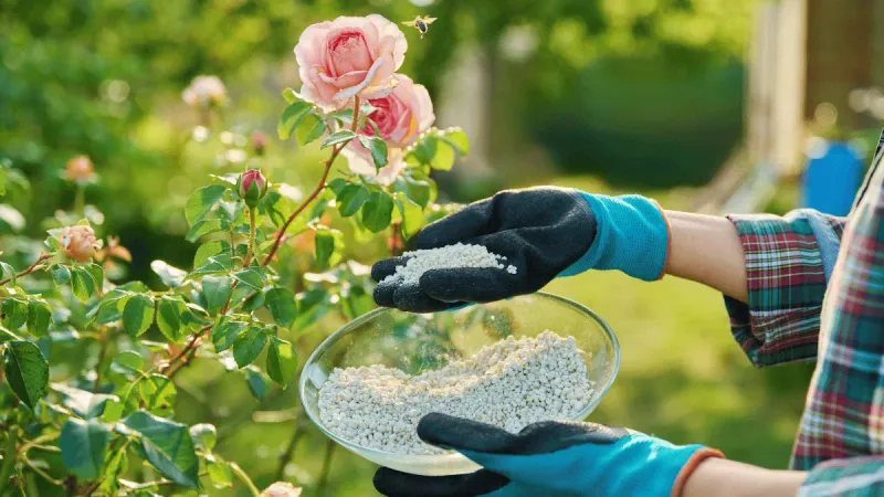 Rose Fertilizer Works If The Label Fits