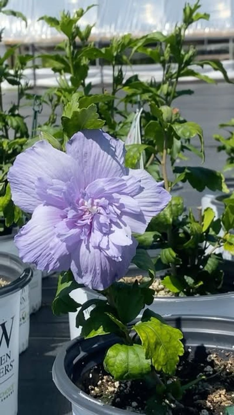 Rose Of Sharon In A Container
