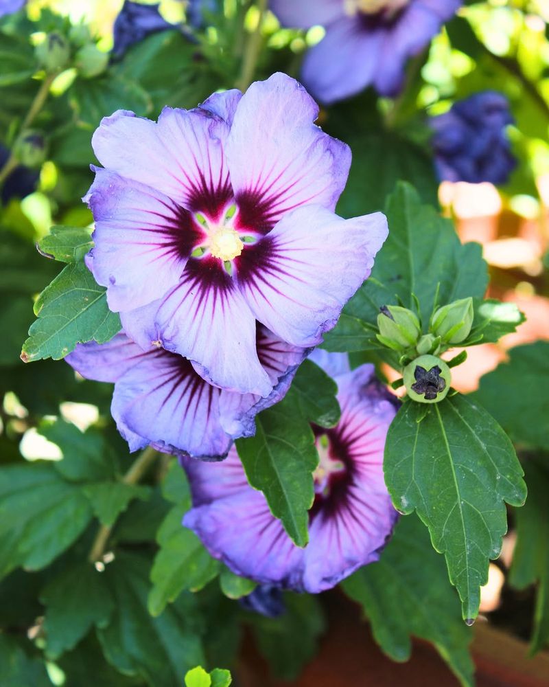 Rose Of Sharon