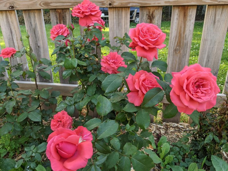 Rose Varieties In Tennessee More Likely To Get Powdery Mildew