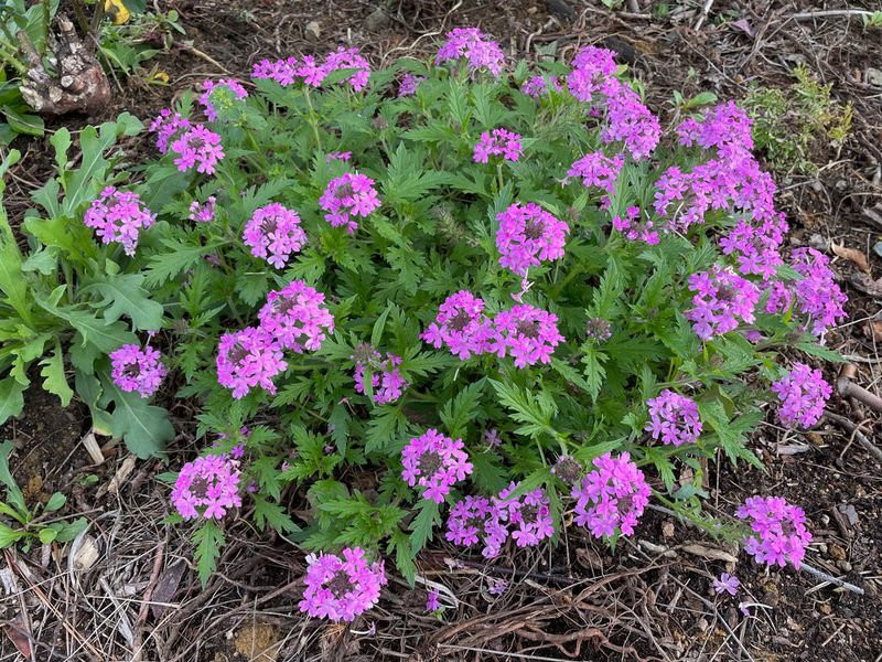 Rose Verbena Blooms From Spring To Fall