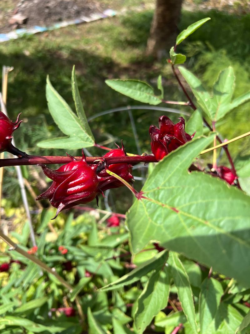 Roselle Belongs In Hot Summer Gardens Roselle Belongs In Hot Summer Gardens