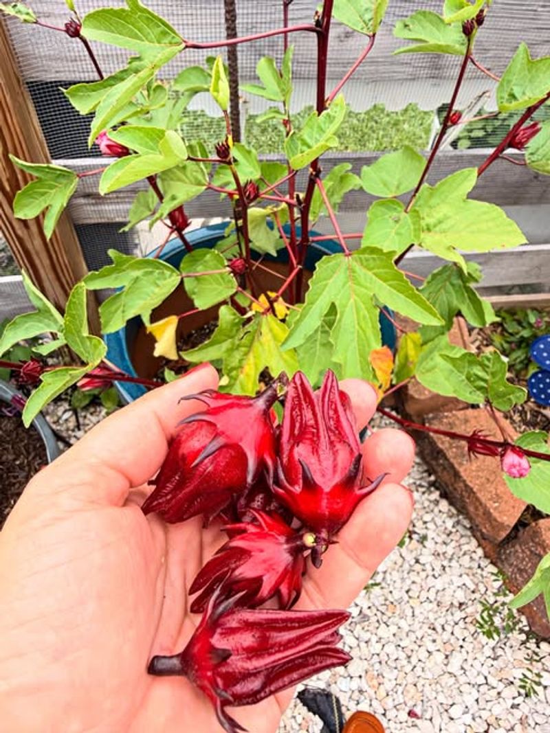 Roselle Benefits From Warm Humid Conditions Roselle Benefits From Warm Humid Conditions