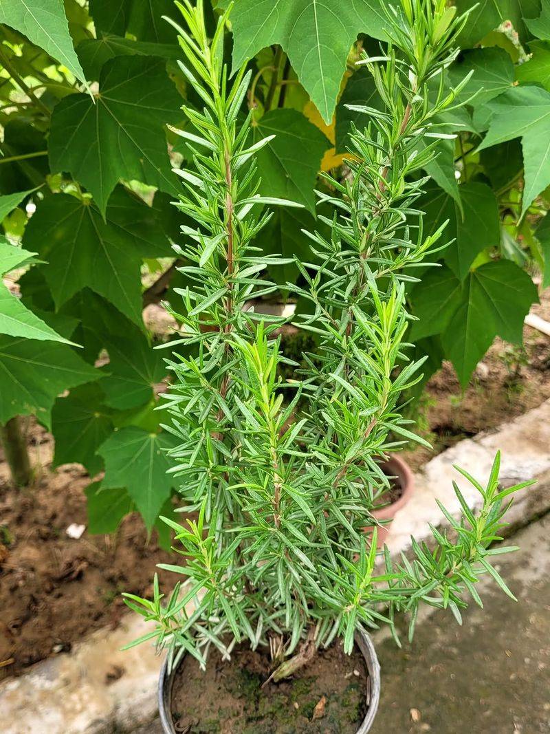 Rosemary 