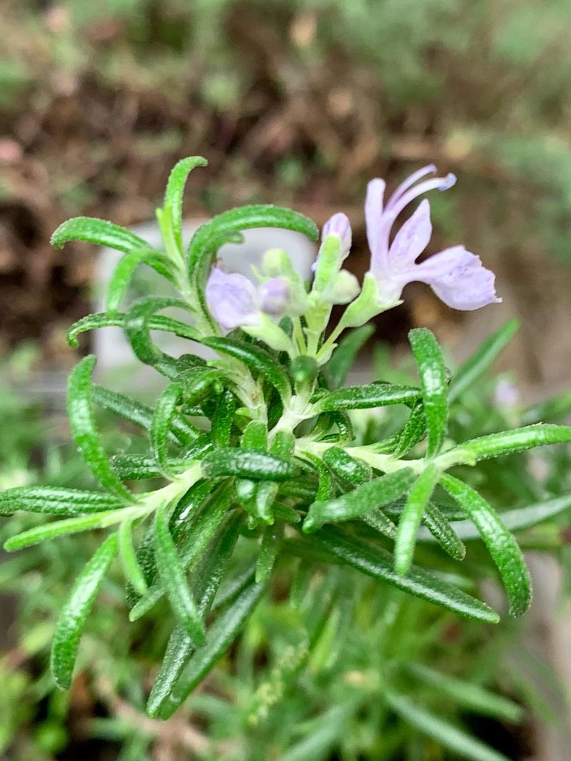 Rosemary