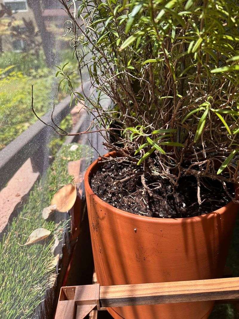 Rosemary