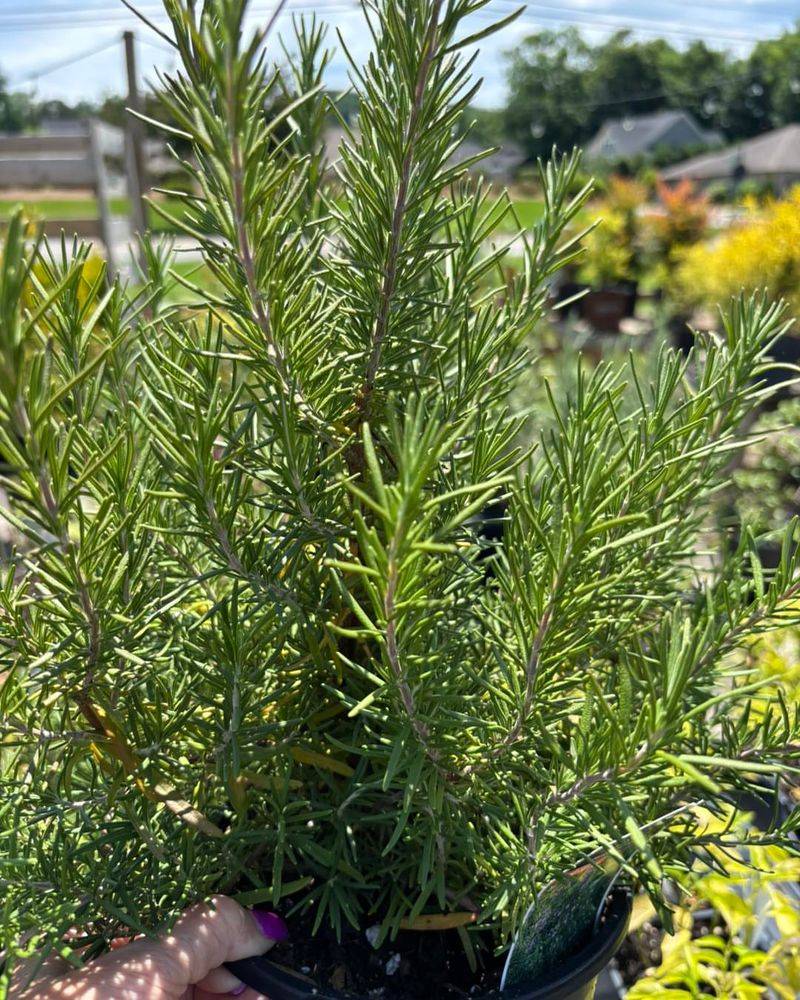 Rosemary Rosemary
