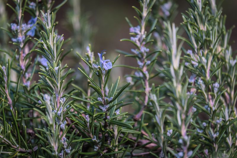 Rosemary Does Double Duty In Your Garden
