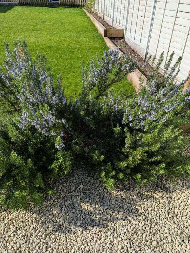 Rosemary Gives Structure When Softer Plants Struggle