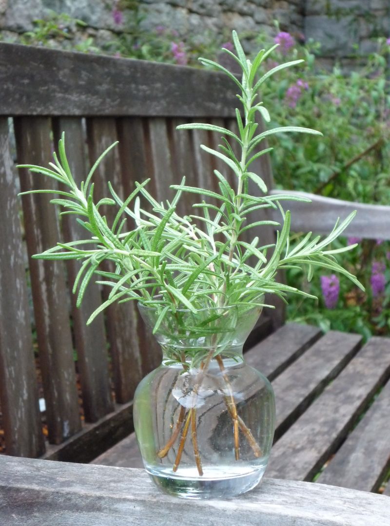 Rosemary Grows From Stem Cuttings Rosemary Grows From Stem Cuttings