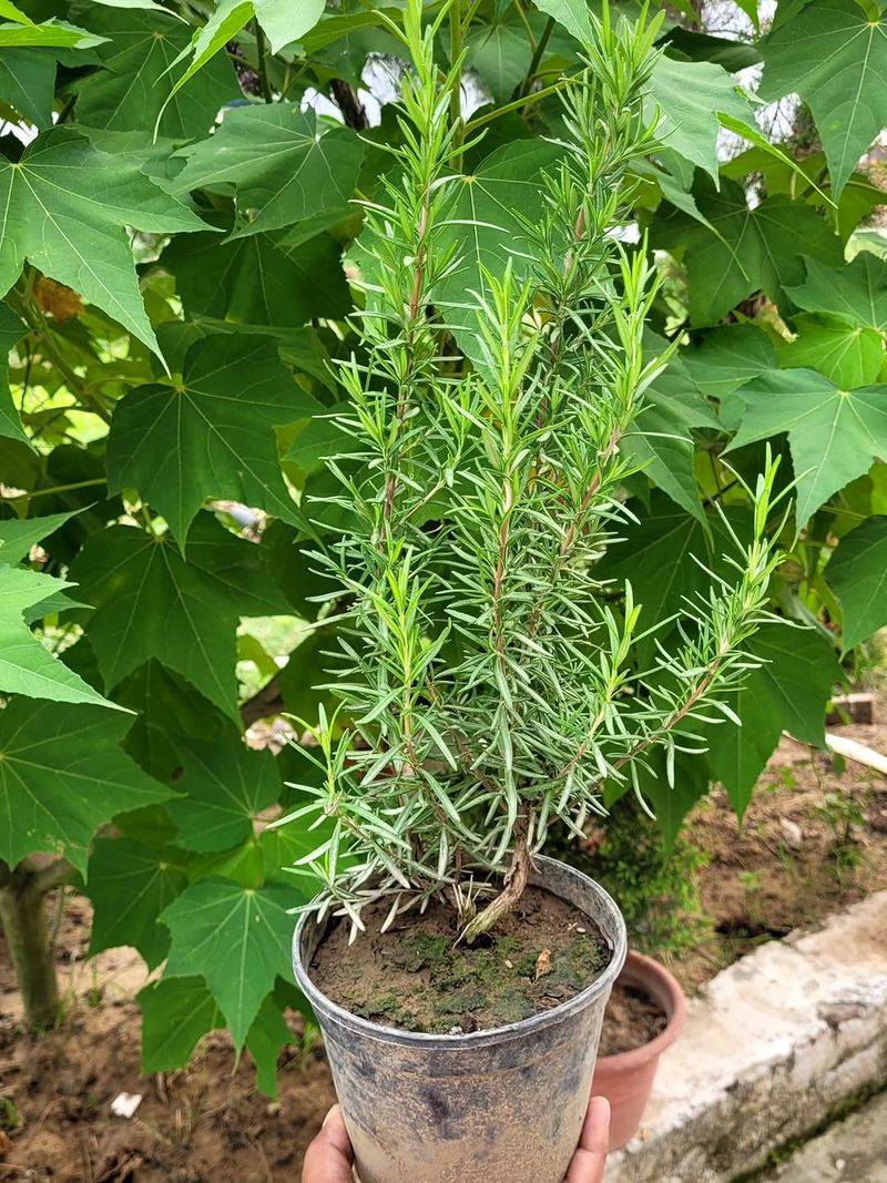 Rosemary Handles Heat And Dry Conditions With Ease Rosemary Handles Heat And Dry Conditions With Ease