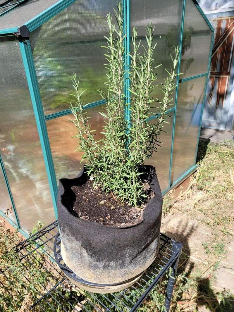 Rosemary Handles Heat And Dry Conditions Rosemary Handles Heat And Dry Conditions