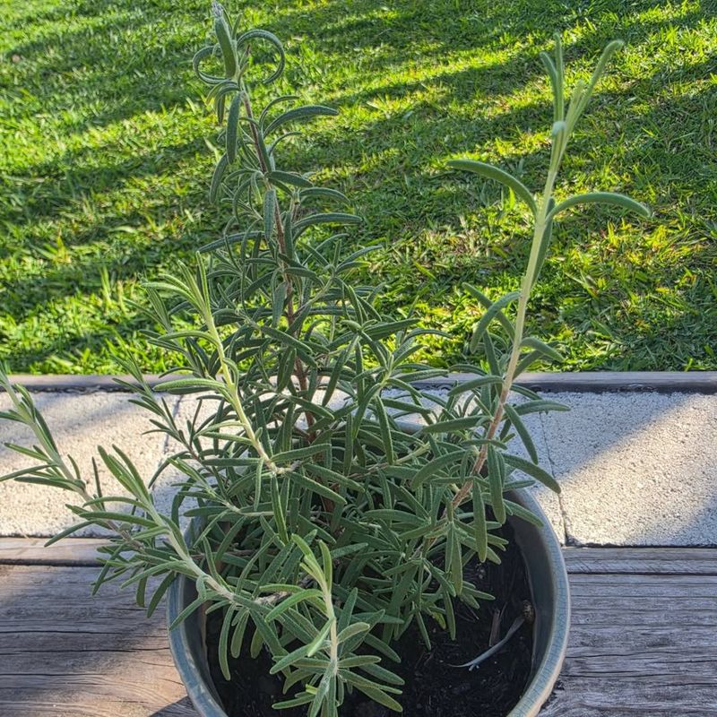 Rosemary Handles Heat And Heavy Sun