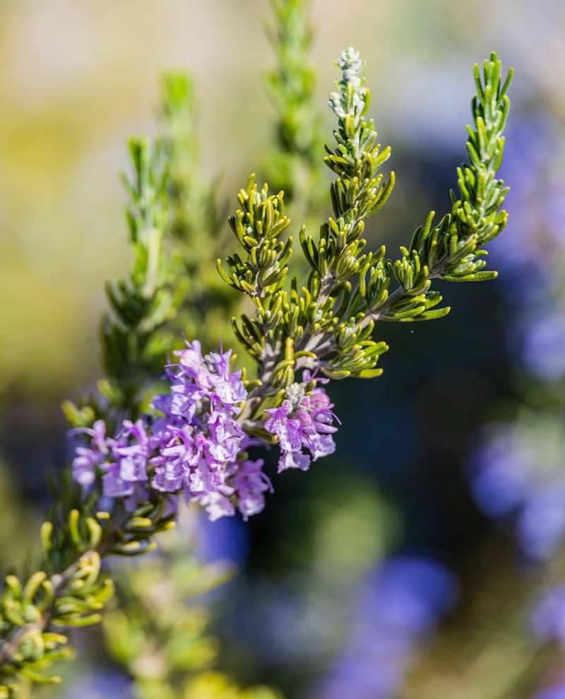 Rosemary Handles Texas Heat And Smells Amazing Rosemary Handles Texas Heat And Smells Amazing