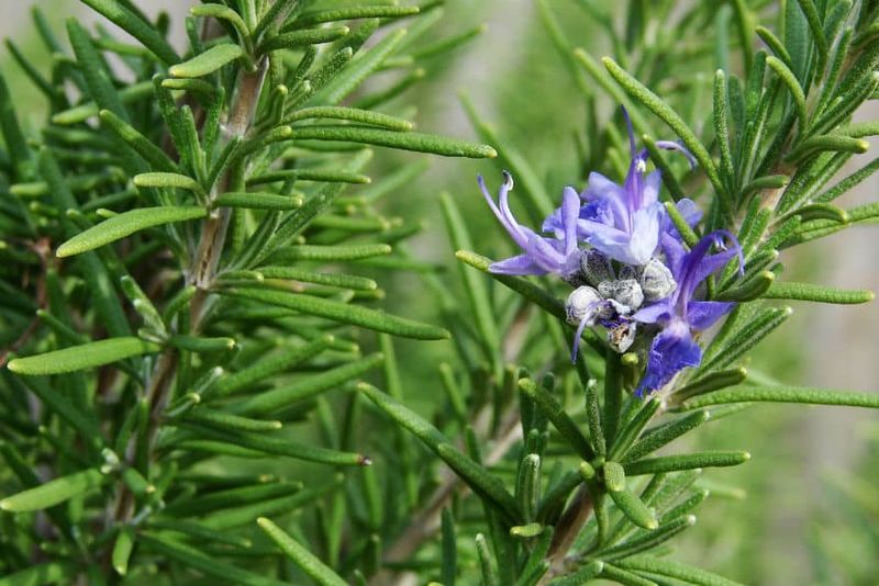 Rosemary Has Fragrant Foliage Rosemary Has Fragrant Foliage