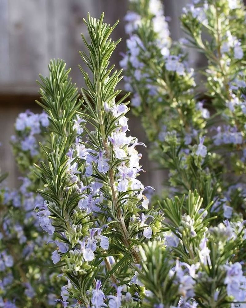 Rosemary Keeps Sunny Borders Sharp And Aromatic Rosemary Keeps Sunny Borders Sharp And Aromatic