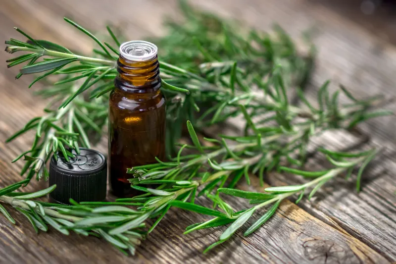 Rosemary Oil In Some Botanical Tick Products