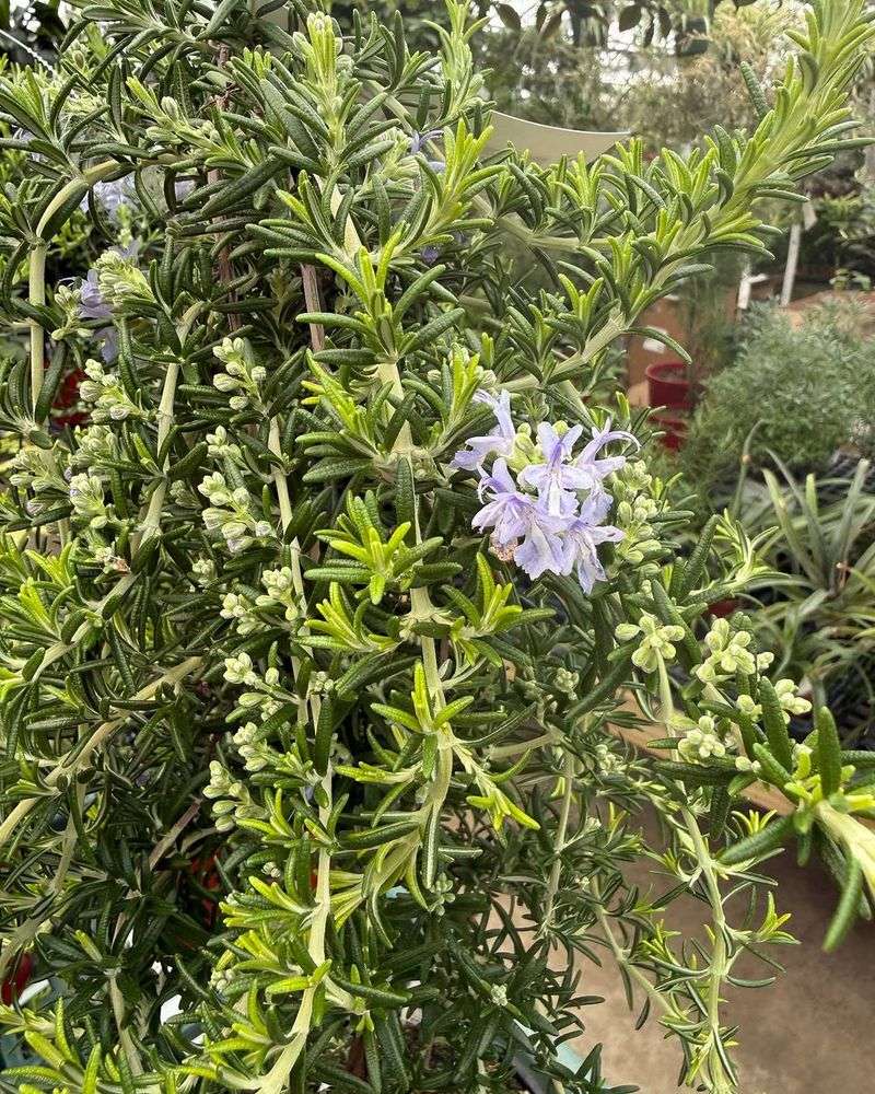 Rosemary Pulls Double Duty With Fragrance And Low Water Needs