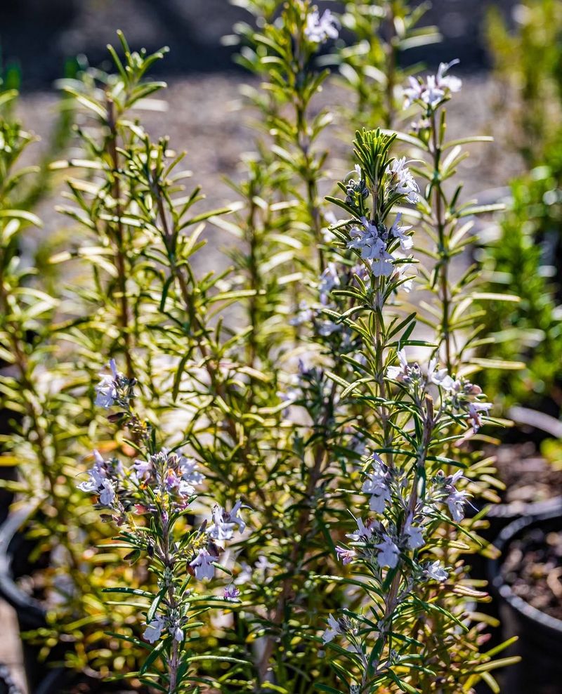 Rosemary Releases A Strong Herbal Scent