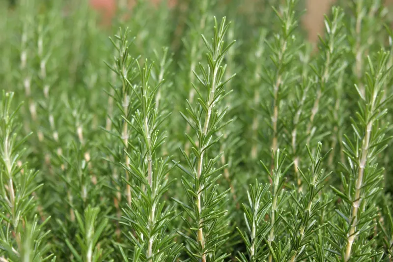 Rosemary Releases Aroma When Brushed Or Clipped