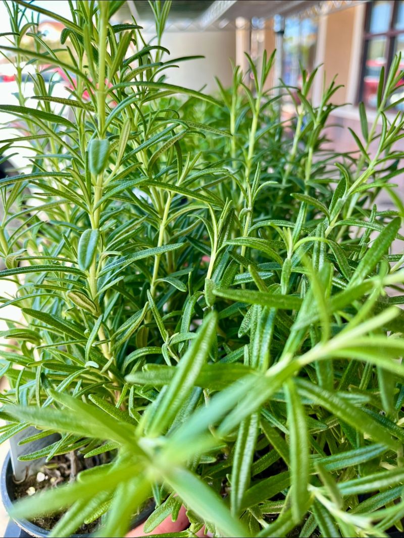Rosemary (Rosmarinus Officinalis)