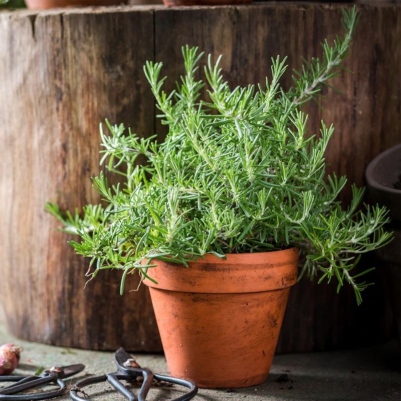 Rosemary Works In Beds Or Pots