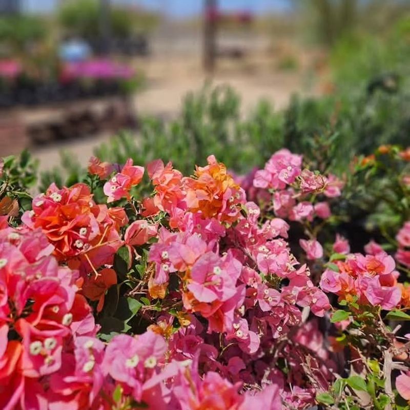 Rosenka Thrives In Hot Sunny Locations Rosenka Thrives In Hot Sunny Locations