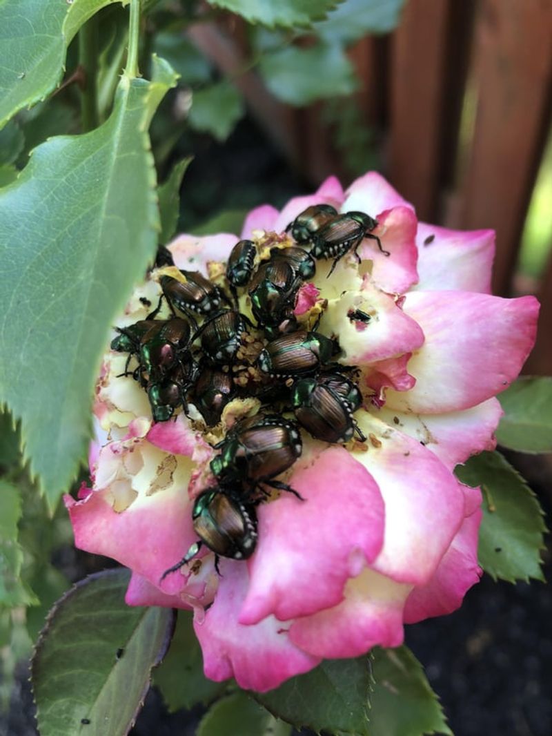 Roses 